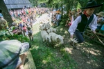 Shepherds herd the sheep to the 57th annual Shepherds Ball in Jezersko, Slovenia.