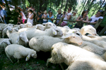 Sheep arrive to the 57th annual Shepherd\'s Ball in Jezersko, Slovenia.