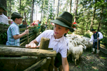 Shepherds bring the sheep to the 57th annual Shepherd\'s Ball in Jezersko, Slovenia.