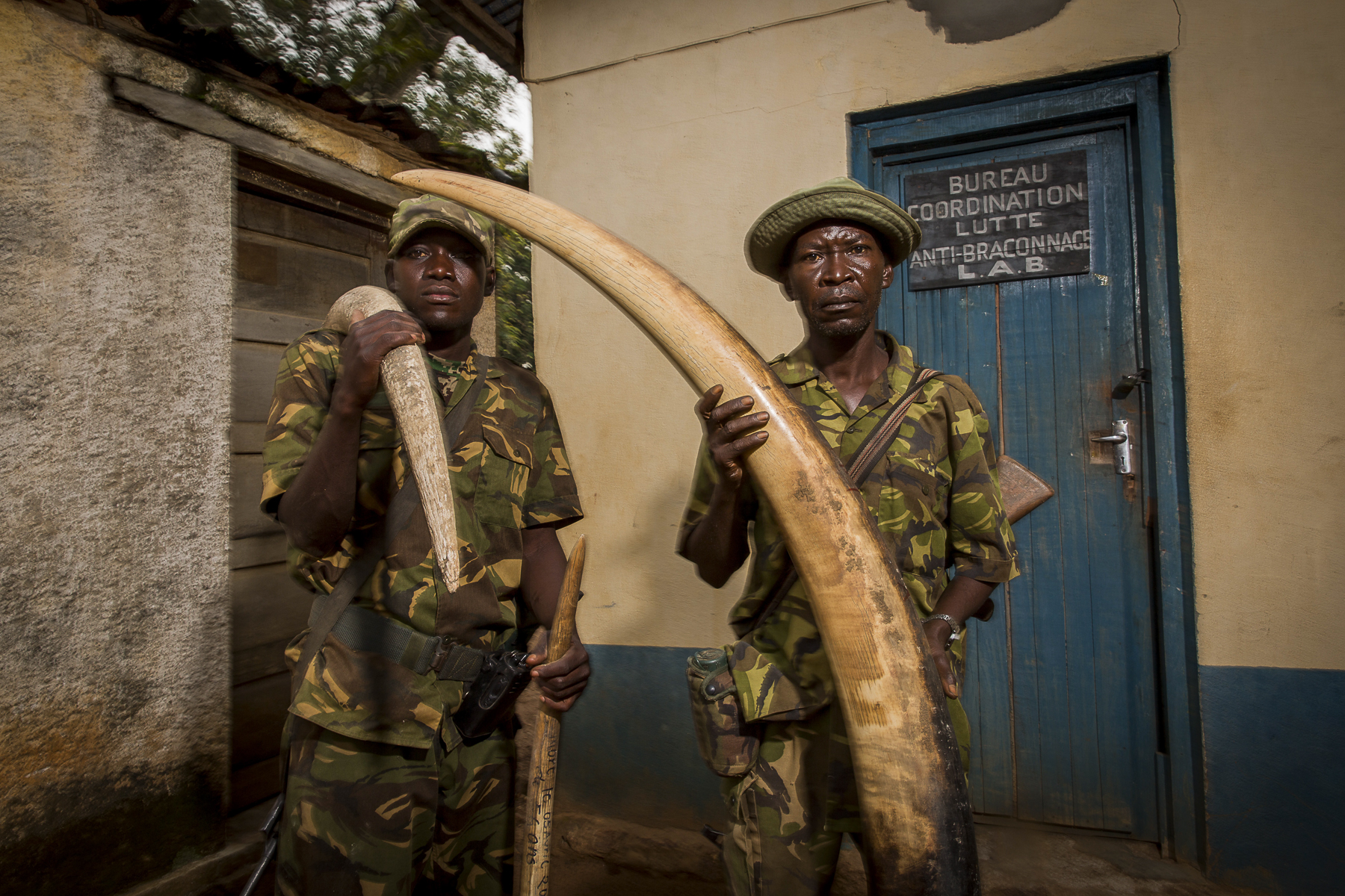 DRC, mars 2014. Des membres de l'unité anti braconnage du parc de la Garamba exibent des défenses d'éléphant confisquées à des braconniers dans l'enceinte du parc.