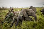 Le parc national de la Garamba, situé dans le haut Uhelé province Oriental de la République Démocratique du Congo est le refuge de la dernière grande concentration d\'elephants d\'Afrique centrale. Il n\'est pas rare d\'y observer des regroupements de 300 à 400 élephants. On y trouve de manière unique, des élephants \{quote}Forestiers\{quote} des éléphants de\{quote} savanes\{quote} et des éléphants \{quote}hybrides\{quote} qui mélanges les deux sous-éspèces. Ce parc géré par African Parks a été et reste en proie à d\'énormes difficultées dues aux incurtions de la LRA mais surtout au braconage local mais majoritairement venu du Sud Soudan dont le parc est frontalier à son extremité nord. Nous avons suivi les équipes de vétérinaitres et biologiste du parc mais aussi le vétérinaire anèstesiste sud africain Pete Morkel venu traqué et endormir des éléphants à l\'aide d\'un fusil à air comprimé et au péril de sa vie, afin de poser des colliers émméteurs sur lmes annimaux. Grace à la géolocalisation via satelites, les équipes de Luis Aranz le directeur du parc, pourrons suivre la migration des élephants hors du parc et mieux les protéger des braconniers.