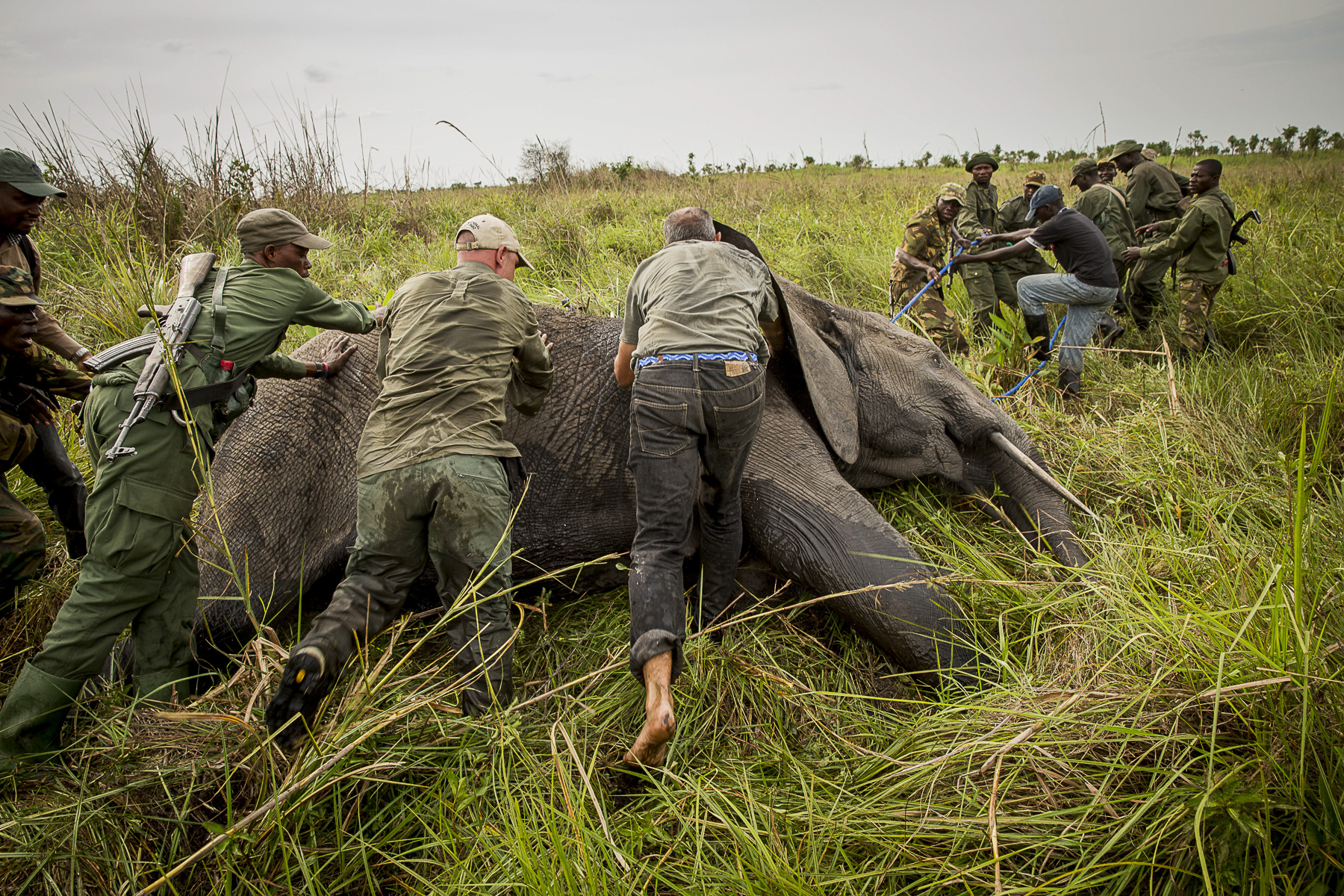 Le parc national de la Garamba, situé dans le haut Uhelé province Oriental de la République Démocratique du Congo est le refuge de la dernière grande concentration d\'elephants d\'Afrique centrale. Il n\'est pas rare d\'y observer des regroupements de 300 à 400 élephants. On y trouve de manière unique, des élephants \{quote}Forestiers\{quote} des éléphants de\{quote} savanes\{quote} et des éléphants \{quote}hybrides\{quote} qui mélanges les deux sous-éspèces. Ce parc géré par African Parks a été et reste en proie à d\'énormes difficultées dues aux incurtions de la LRA mais surtout au braconage local mais majoritairement venu du Sud Soudan dont le parc est frontalier à son extremité nord. Nous avons suivi les équipes de vétérinaitres et biologiste du parc mais aussi le vétérinaire anèstesiste sud africain Pete Morkel venu traqué et endormir des éléphants à l\'aide d\'un fusil à air comprimé et au péril de sa vie, afin de poser des colliers émméteurs sur lmes annimaux. Grace à la géolocalisation via satelites, les équipes de Luis Aranz le directeur du parc, pourrons suivre la migration des élephants hors du parc et mieux les protéger des braconniers.