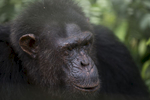 Sanctuaire Ape Action Africa qui à 45 mn de Yahoudé receuil les primates orphelins.