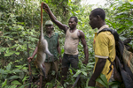 Des pygmés de la région de Koumala à 8 km du point zéro chasse le singe dans la forêt équotorial. Ils utilisent un vieux fusil belge à un coup \{quote}Simplex \{quote} de calibre 16.