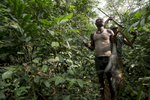 Cameroun, mai 2015. Des pygmés de la région de Koumala à 8 km du point zéro chasse le singe dans la forêt équotorial.Cameroon, May 2015. Pygmees hunting monckeys in Koumala region, 8 km from point zero in the equatorial forest.