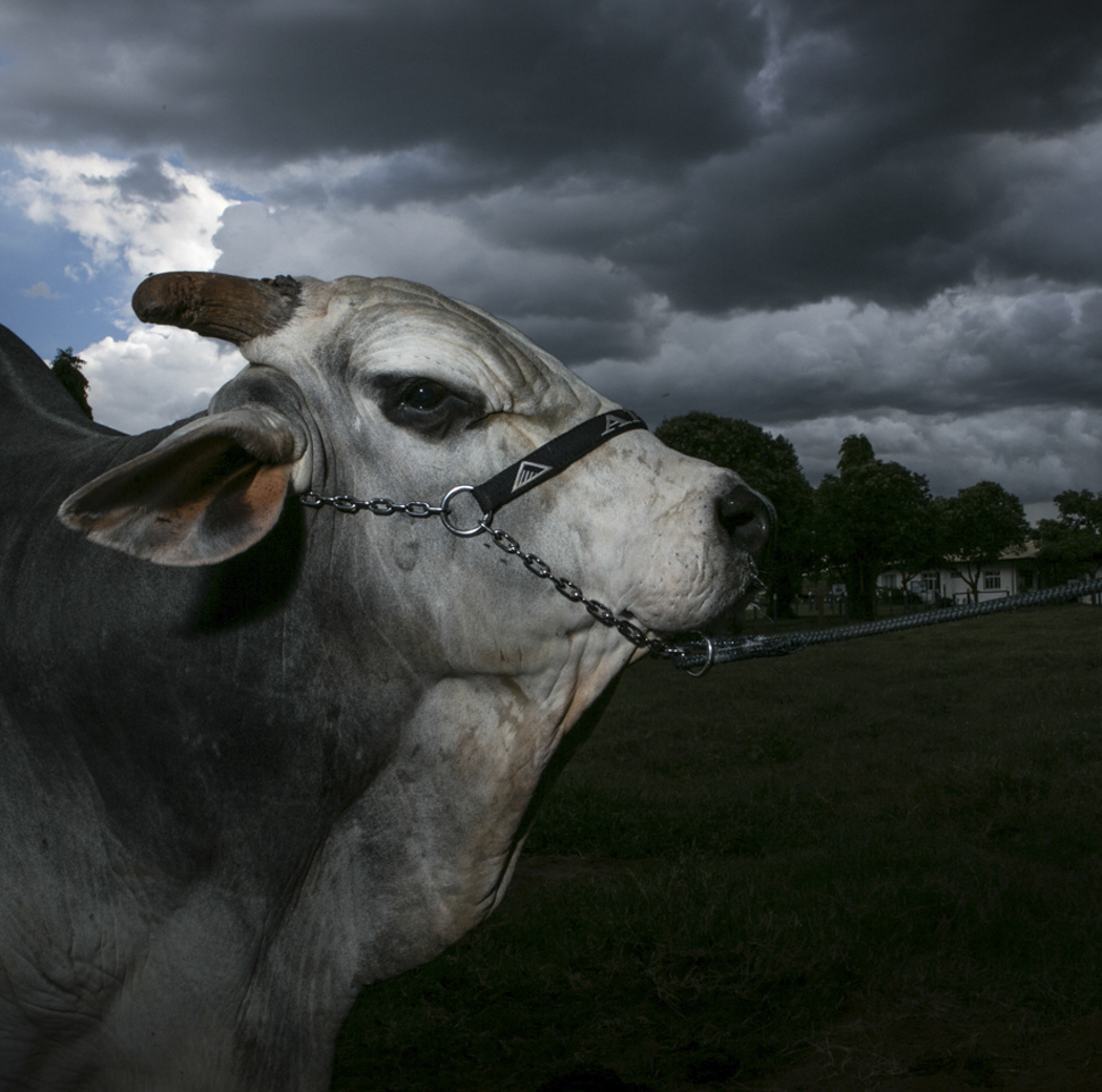 Jabriel, the most prized bull of the Nelore breed, belonging to the Naviraí farm and currently hosted at the Alta Genetics laboratory in Uberaba. The bull was valued at almost US $ 800 thousand in 2016 and is today the most important bull in semen sale of the country. Uberaba, Minas Gerais, Brazil, 2017