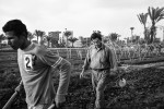CAIRO, EGYPT - APRIL 3 : Mao Ting, an illegal Chinese migrant farmer works with his family planting Chinese vegetables on April 3, 2012 in Fayoum, Egypt. 