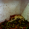 A stray dog sleeps on a bed of discarded plantains.Havana, Cuba