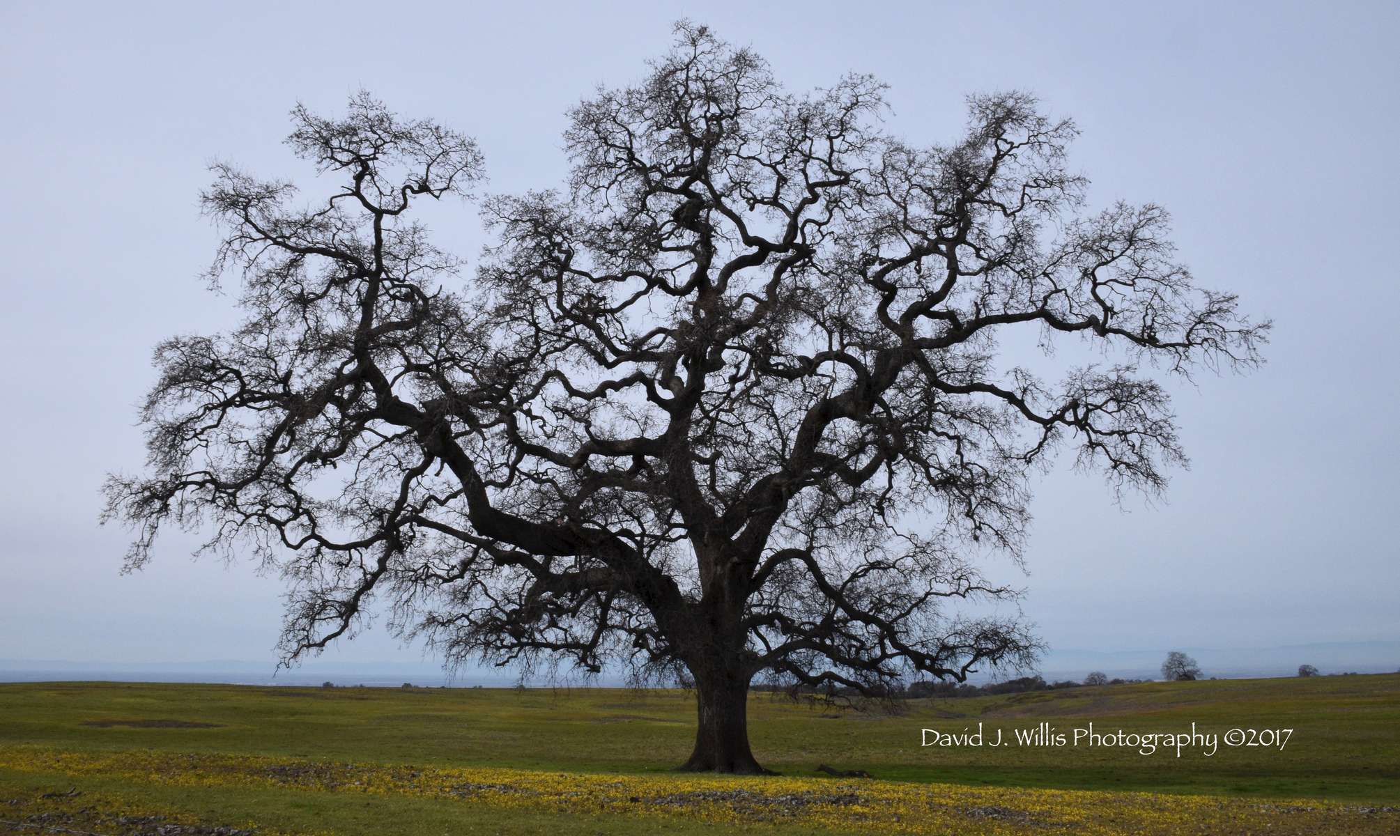 Big Oak at Table Mountain, Spring, Butte County