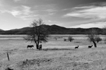 Donkeys and Deer, Indian Valley, Plumas County