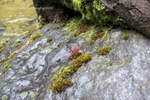 Moss and Rocks on a Seasonal Creek, Undisclosed Location, Plumas County