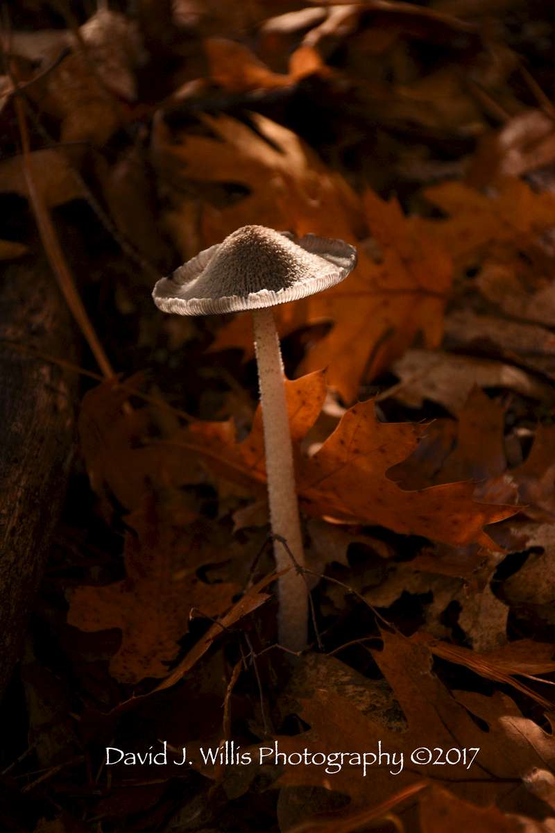 Fall Fungi
