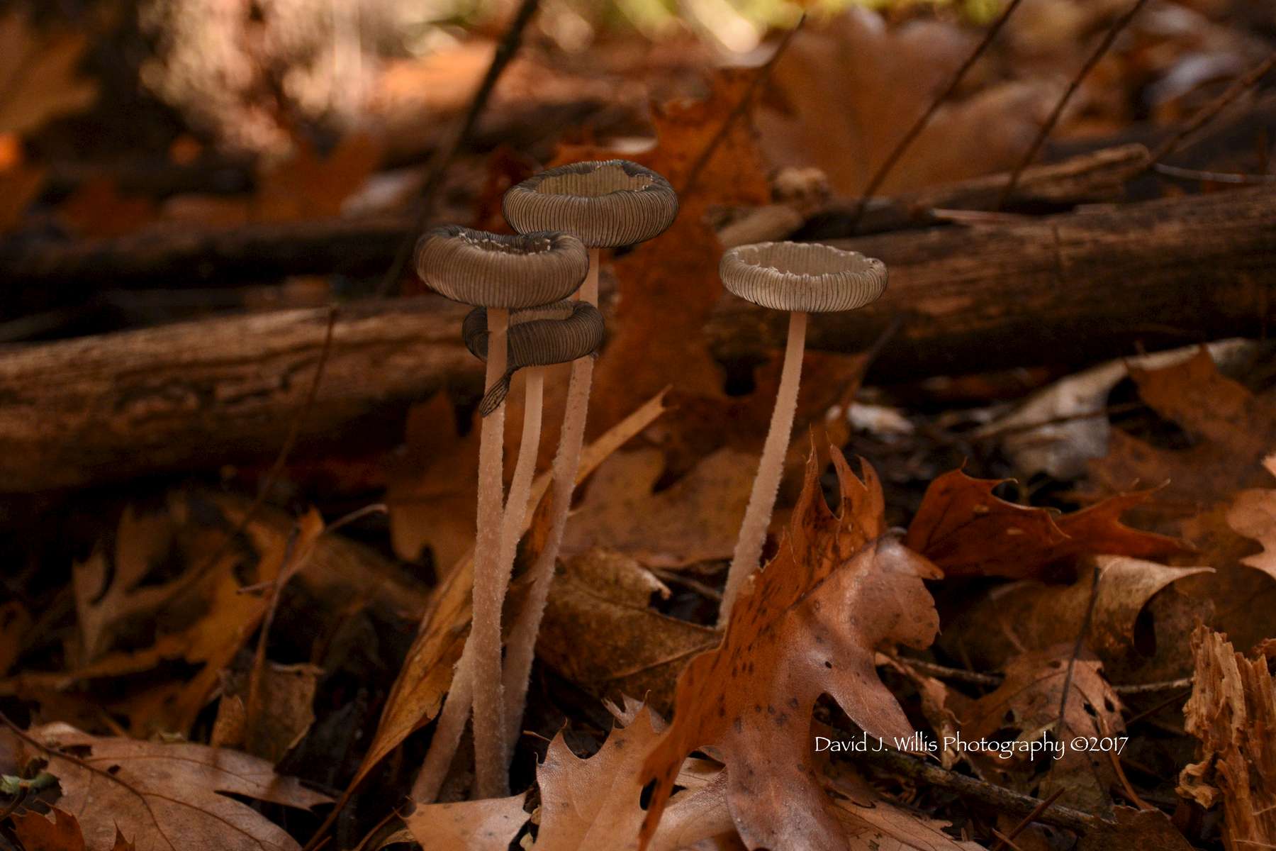 Fall Fungi
