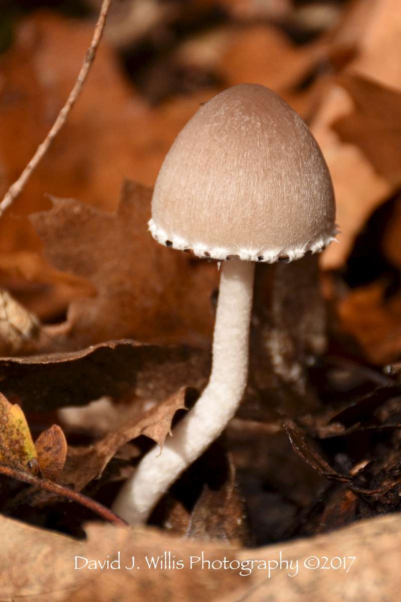 Fungi, Fall