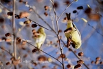 Goldfinch in Birch II, Plumas County