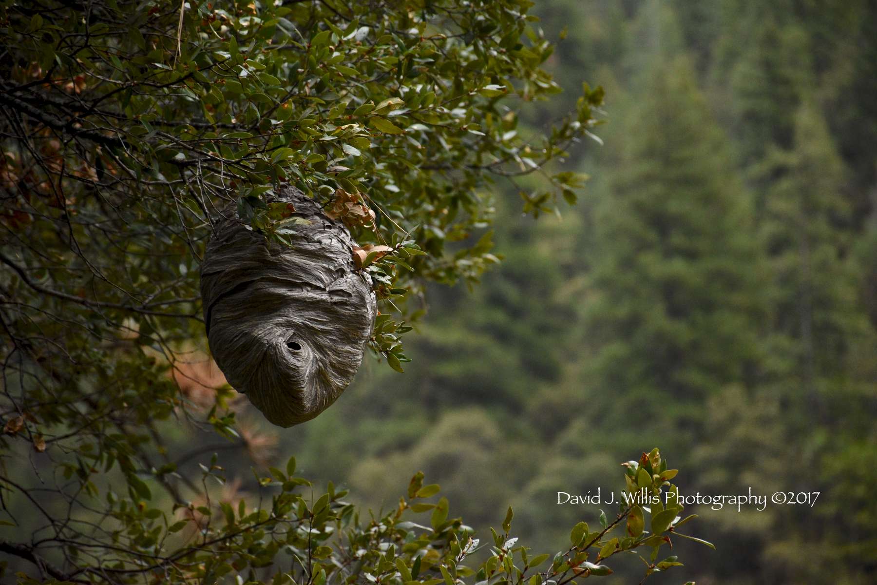Hornet's Nest on The Feather River, Plumas County