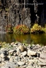 Rocks and Indian Rhubarb, Middle Fork Feather River, Nelson Point, Plumas County