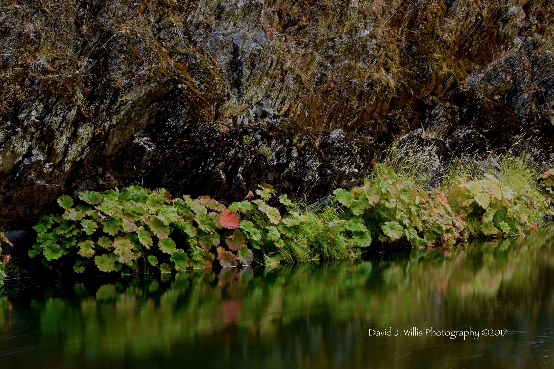 Rock Wall , Indian Rhubarb, Indian Creek, Fall, Plumas County