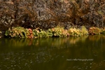 Indian Rhubarb, Indian Creek, Fall, Plumas County
