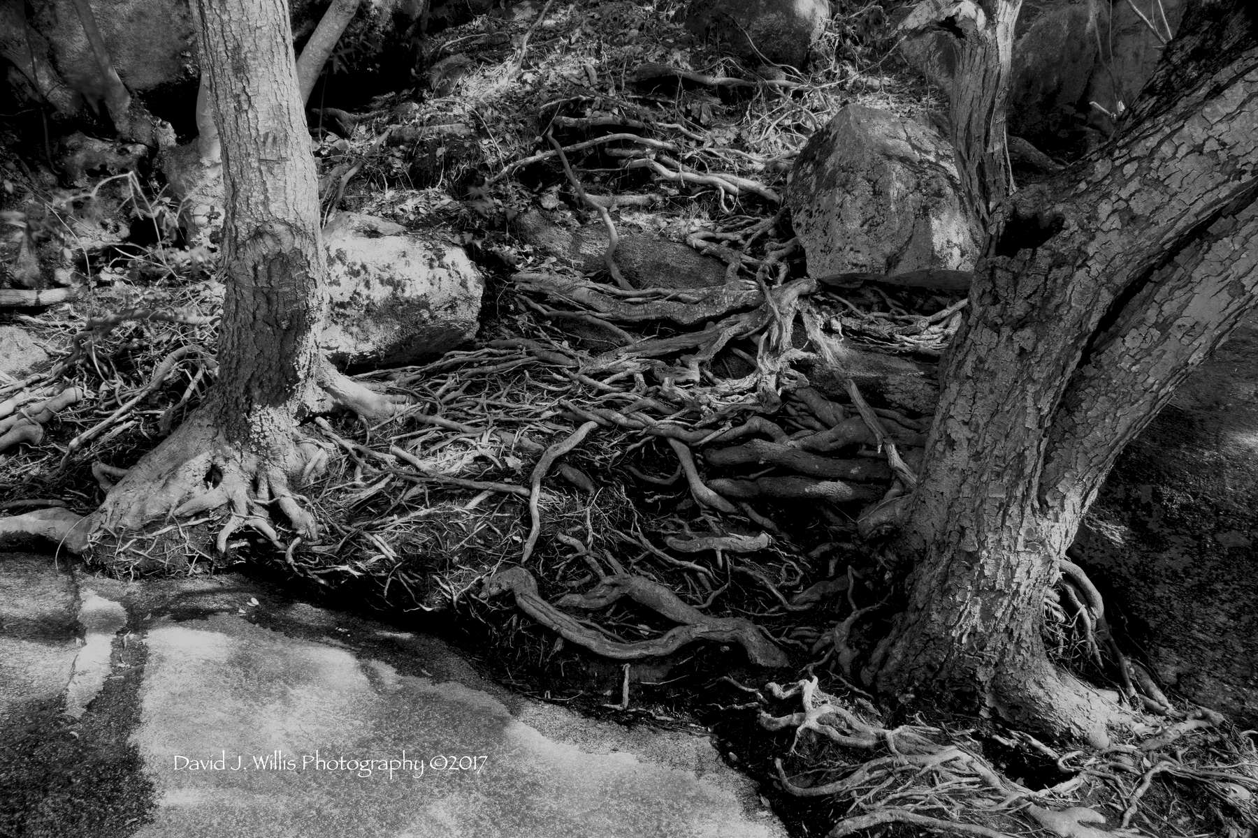 Roots and Rocks on Rock Creek,Feather River Canyon, Plumas County