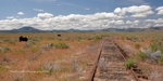 Sierra Valley, Train Tracks, Cows, Plumas County