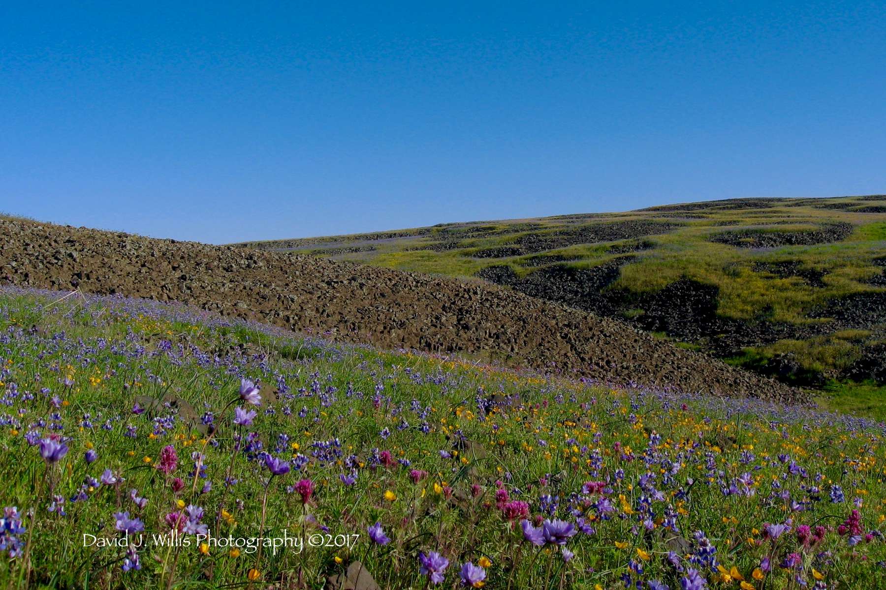 Table Mountain, Wildflowers,Spring, Butte County