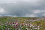 Table Mountain, Wildflowers, Spring, Butte County