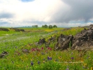Table Mountain Wildflowers and Sutter Buttes, Spring, Butte County