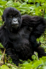20110115-Rwanda-Gorillas-350