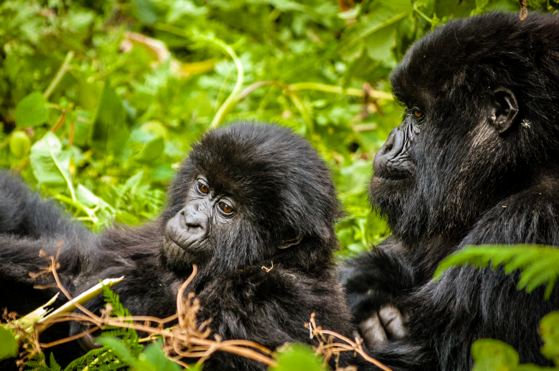 20110115-Rwanda-Gorillas-375