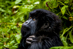 20110115-Rwanda-Gorillas-385