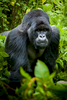 20110115-Rwanda-Gorillas-440