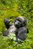 20110115-Rwanda-Gorillas-556