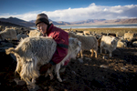 Milking time in the Changthang
