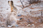 Wooly hare, Nubra Valley