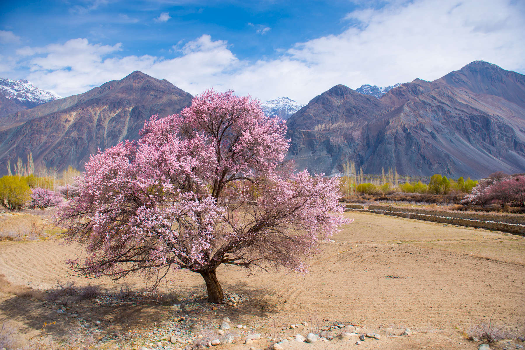 Apricot blossoms, Nubra, Ladakh