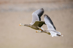 A pair of Bar headed geese (Anser indicus)