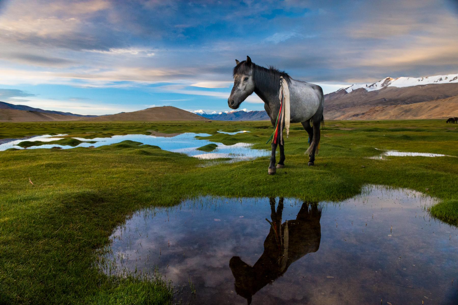 Tsetar Horse, Tso Moriri Wetlands, Ladakh