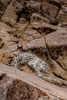 Snow Leopard (panthera uncia) in the Ladakh Range