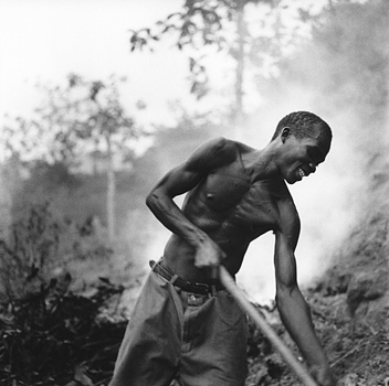 Many families in rural Haiti burn trees and branches in order to make charcoal to sell for cooking fuel. Here a man tends burning logs. Near Milot, Haiti 2004