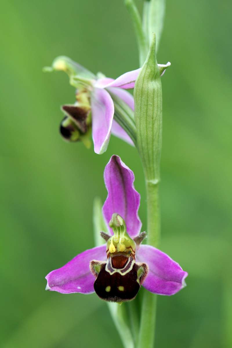 Bee-Orchid