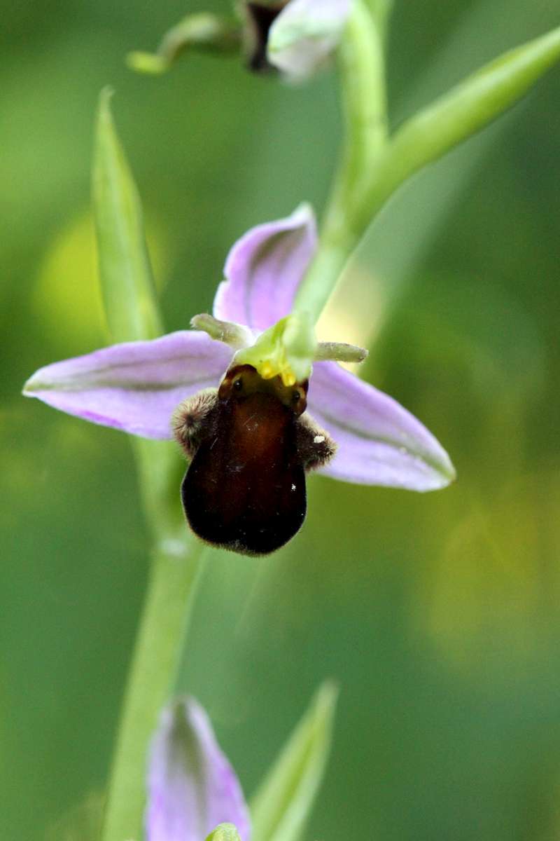 Bee-Orchid-var-atrofuscus