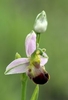 Bee-Orchid-var-bicolor
