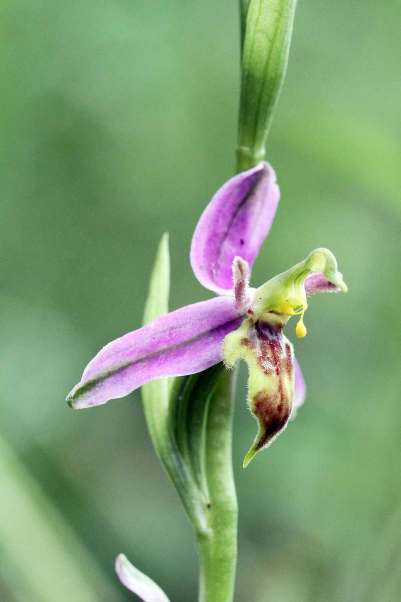 Bee-Orchid-var-trollii-__Wasp-Orchid__