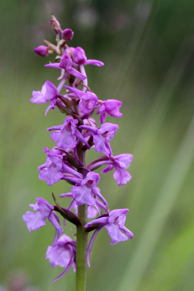 Chalk-Fragrant-Orchid