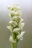 Dense-flowered-Orchid