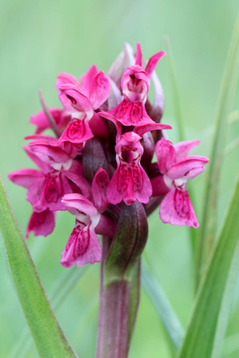 Early-Marsh-Orchid-ssp-coccinea