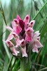 Early-Marsh-Orchid-ssp-incarnata