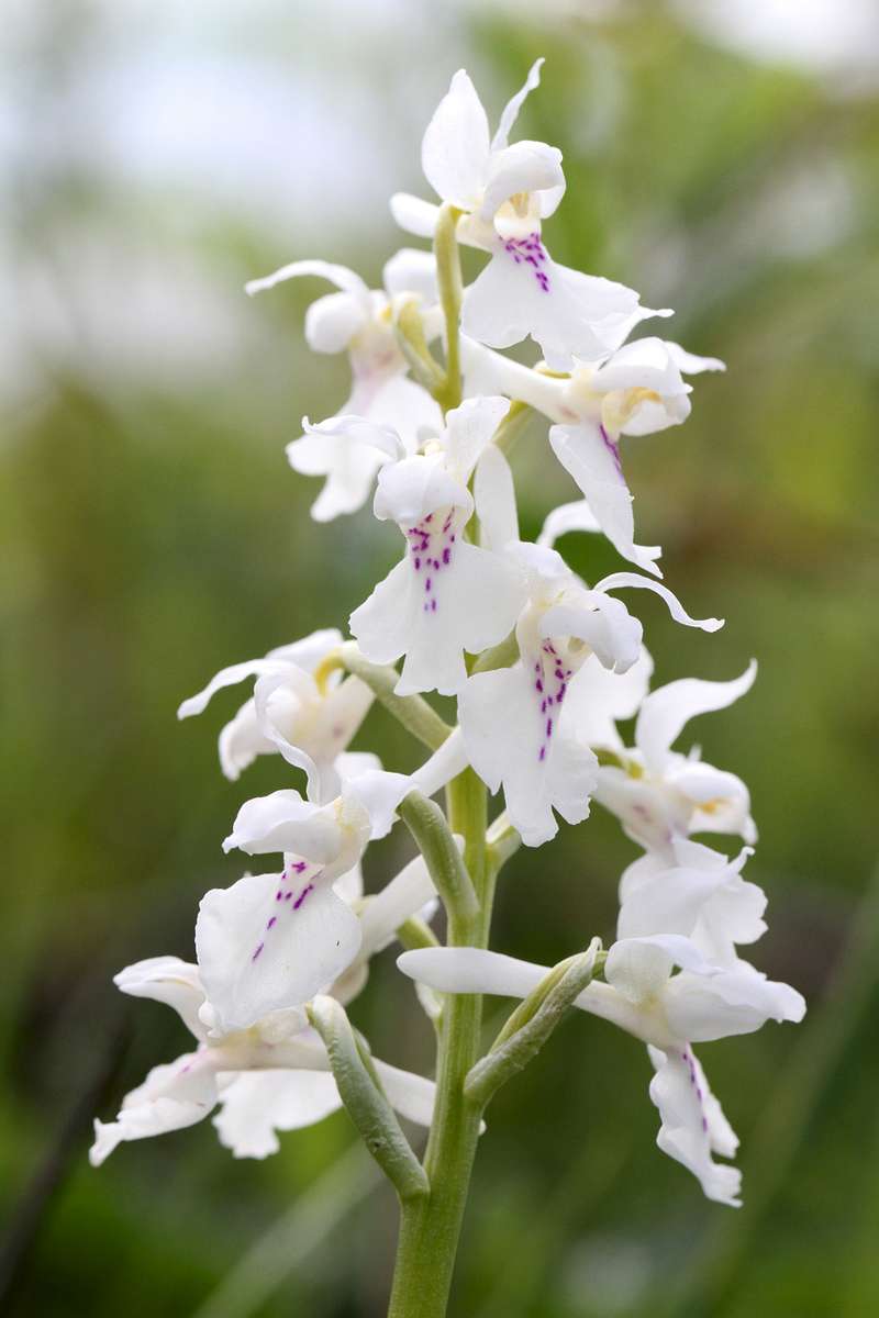 Early-Purple-Orchid-var-alba-type