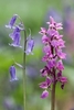 Early-Purple-Orchid